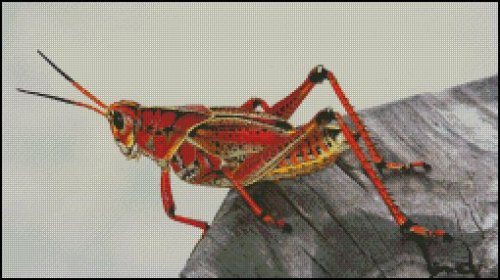(image for) Grasshopper